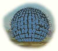 Hannibals Stachelbeere